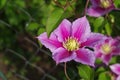 Purple clematis flower