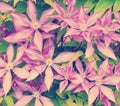 Purple clematis flower heads Royalty Free Stock Photo