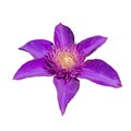 Purple clematis flower isolated on white background Royalty Free Stock Photo