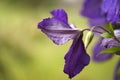 Purple clematis flower petals with green background