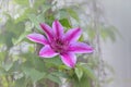 Purple Clematis Flower on Vine Royalty Free Stock Photo