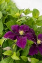 Purple clematis flower with white center and yellow stamens - deep purple petals curled at edges - green leaves and foliage in Royalty Free Stock Photo