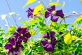 Purple Clematis flowers on background of blue bright sky Royalty Free Stock Photo