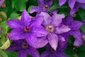 Purple clematis flowers blooming in the garden. Rain teardrops