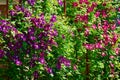 Purple clematis flowers on blooming shrub in spring garden. Royalty Free Stock Photo