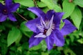 Purple clematis flowers on a bush close-up on a background of green leaves Royalty Free Stock Photo