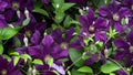 Purple clematis flowers