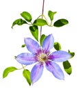 Purple clematis flowers isolated on white background