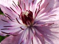 Purple Clematis flowers just after spring rain. Flower of clematis, closeup, macro. Closeup of a Clematis Jackmannii in sprin. Royalty Free Stock Photo