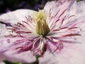 Purple Clematis flowers just after spring rain. Flower of clematis, closeup, macro. Closeup of a Clematis Jackmannii in sprin.