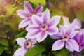 Purple clematis flowers. Summer green background Royalty Free Stock Photo