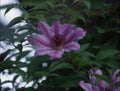 purple clematis flowers