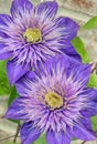 Purple Clematis Flowers Royalty Free Stock Photo