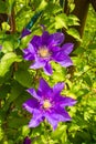 Purple Clematis Flowers Royalty Free Stock Photo