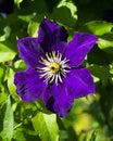 Purple clematis  flowers Clematis viticella Royalty Free Stock Photo