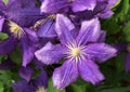 Purple Clematis in the garden