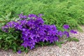 Purple clematis on green background.Concept of choosing beautiful climbing  decorative plants for landscaping of gardens, parks Royalty Free Stock Photo