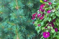 Purple clematis and green cedar. The concept of successful beautiful combinations of coniferous and climbing plants,landscape Royalty Free Stock Photo