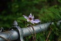 Purple Clematis gypsy queen flower growing on a chain link fence Royalty Free Stock Photo