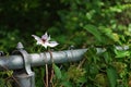 Purple Clematis gypsy queen flower growing on a chain link fence Royalty Free Stock Photo