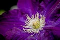 Purple clematis jackmanii alba flower Royalty Free Stock Photo