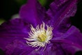 Purple clematis jackmanii alba flower Royalty Free Stock Photo