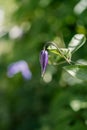 Purple clematis on a natural green background. Royalty Free Stock Photo