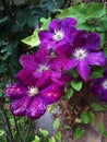 Purple Clematis in the rain of early summer in a Lancashire Garden Royalty Free Stock Photo