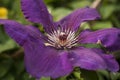 Purple clematis or traveller's joy flower Royalty Free Stock Photo