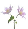 Purple clematis Royalty Free Stock Photo