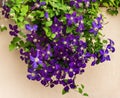 Purple Clematis Vine blooming against a stucco fence wall Royalty Free Stock Photo
