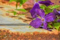 Purple Clematis Vine Flower by Rusty Object Royalty Free Stock Photo