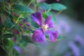 Purple Clematis vine in the Garden Royalty Free Stock Photo