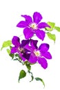 Purple clematis young branch Royalty Free Stock Photo