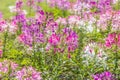 Purple cleome flower Royalty Free Stock Photo