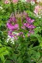 Purple cleome flower Royalty Free Stock Photo