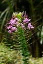 Purple cleome flower Royalty Free Stock Photo
