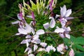 Purple Cleome flowers close up. Royalty Free Stock Photo