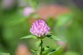 Purple Clover Flower, Red clower, Trifolium pratense, blooms in a meadow. Fresh pink Clover in green spring fields