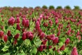 Purple clover, incarnate flowering in a field, meadow, bees on flowers, close-up view Royalty Free Stock Photo