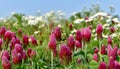 Purple clover, incarnate flowering in field, meadow, close-up view, meadow yarrow in background Royalty Free Stock Photo