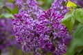 Purple cloves flower close up Royalty Free Stock Photo