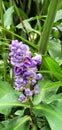 Tropical Purple Turtlehead flowers in the Jungle