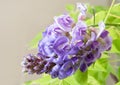 Purple American Wisteria Flower Cluster Macro