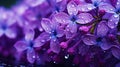 The purple clusters of lilacs, like drops of lavender rain Royalty Free Stock Photo