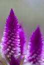 Purple cockscomb flowers--vertical Royalty Free Stock Photo