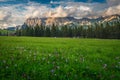 Purple colchicum flowers blooming on the green fields, Dolomites, Italy Royalty Free Stock Photo