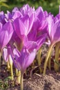 Purple colchinium flowers in autumn on a flowerbed