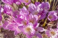 Purple colchinium flowers in autumn