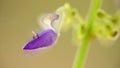 Coleus flower purple macro with bokeh background